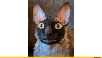 Улыбающийся кот Пиксель радует интернет глупой ухмылкой