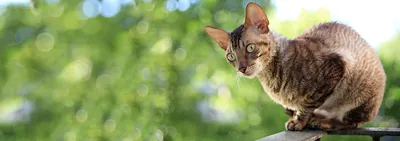 В городе Грин-Бей (штат Висконсин, США) живет корниш-рекс по имени Пиксель  / Улыбающийся кот Пиксель :: клыки :: картинки :: кот / смешные картинки и  другие приколы: комиксы, гиф анимация, видео, лучший интеллектуальный юмор.