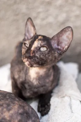 Порода кошек Корниш-Рекс — описание, фото, характеристика
