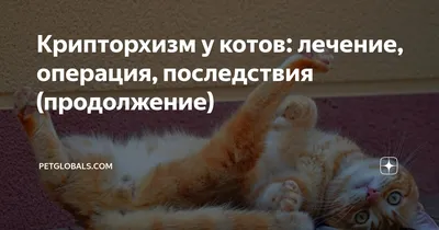Крипторхизм - патология, заключающаяся в отсутствии одного или обоих  семенников в мошонке у кобелей и котов старше 8-недельного.. | ВКонтакте