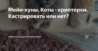 Кастрация кота-крипторха — обсуждение в группе \"Кошки\" | Птичка.ру