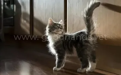 Кастрация кота в москве цена от 2000 руб в ветклинике