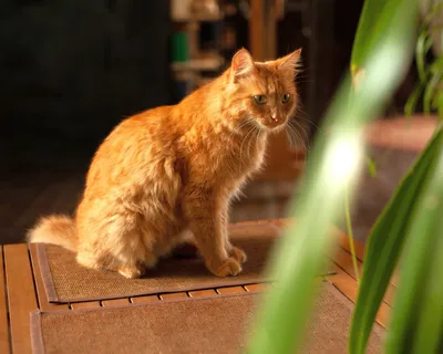 Нужен совет. Мой котик крипторх :(- Домашние животные - Форум на Kuban.ru