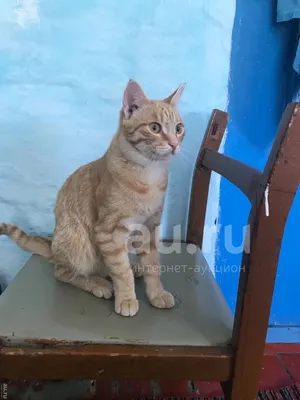 Кот, подросток 6-7 месяцев. — купить в Красноярске. Кошки, котята на  интернет-аукционе Au.ru