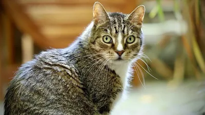Европейская короткошерстная кошка: фото, характер, описание породы