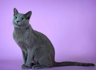 Русская голубая кошка – придворный крысолов. Описание и фото русской  голубой кошки