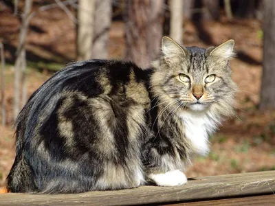 Породы кошек мышеловов - 64 фото