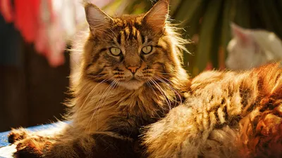 Сибирский крысолов кошка - картинки и фото koshka.top