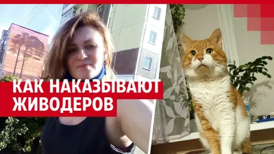 Что будет с убийцами кота Кузи из Северодвинска: как могут наказать  живодеров - 18 октября 2021 - 74.ру