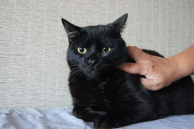 Черный кот Кузя - Zoo ○ Информ