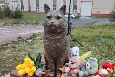 Почему в Санкт-Петербурге поставили памятники коту Кузе из Северодвинска -  8 ноября 2022 - 29.ру