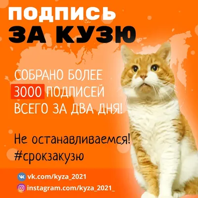 Сибирский кот Кузя с добрым душевным взглядом! ))) | Блог #Мими_кися | Дзен