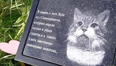 Кот с титановыми лапками приехал на благотворительную акцию в Гродно -  10.08.2023, Sputnik Беларусь