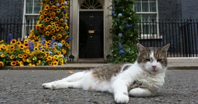 BB.lv: Кот Ларри «дал советы» новому премьер-министру Великобритании