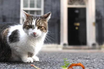 Король попросил меня стать премьер-министром\": знаменитый кот Ларри  потролил Лиз Трасс – фото