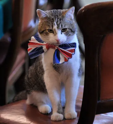В политику — с чистыми лапами: кот Ларри выдвинулся в премьеры Британии