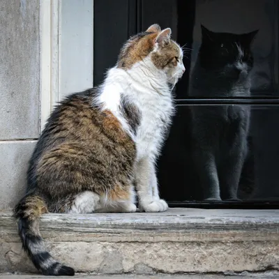 Знакомьтесь: самый влиятельный кот Великобритании, который уже 11 лет живет  в резиденции британских премьер-министров
