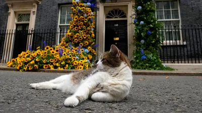 Британцы предлагают в премьер-министры кота Ларри - 20.10.2022, Sputnik  Армения