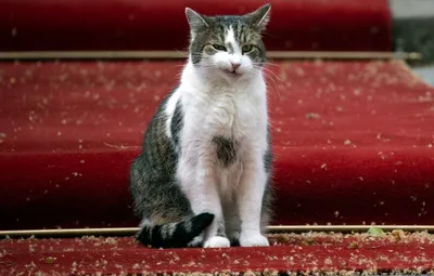 Портретная галерея: кот Ларри с Даунинг-стрит 10 - BBC News Русская служба