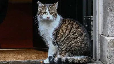 Главный мышелов резиденции на Даунинг-стрит кот Ларри нашел друга - Delfi RU