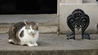 Главный кот Британии попался отпускающим мышь (фото) | УНИАН
