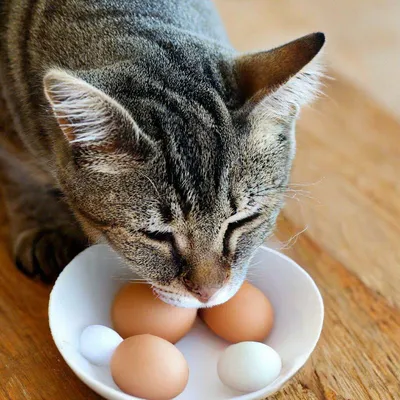 Кот лижет яйца | Пикабу