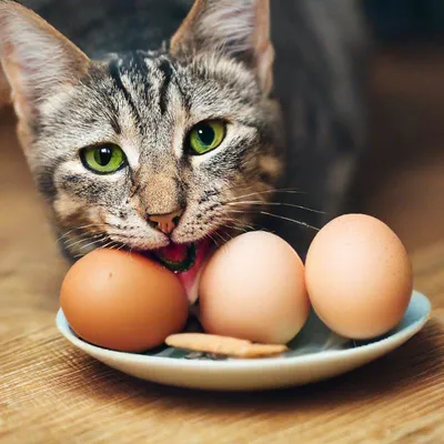 Кот лижет яйца» — создано в Шедевруме