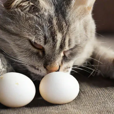 Нечего коту делать,так он яйца лижет. | Пикабу