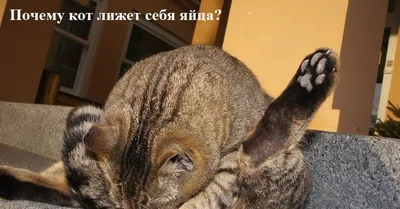 😃ПРОСТО КОТ😂👍 #кот #лижет #яйца #кошка #прикол #cat #cats #пушистик... |  TikTok