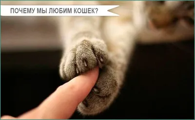 Кот который не лижет яйца #позор - YouTube