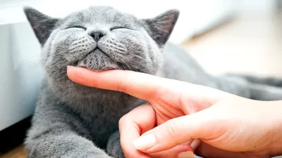 Урологический синдром у кошек: что делать, если у кошки проблемы с  мочеиспусканием?