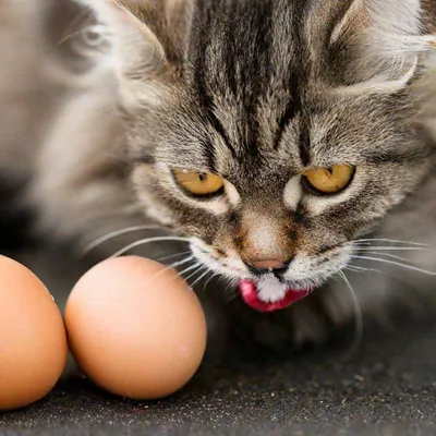Кот лижет яйца» — создано в Шедевруме