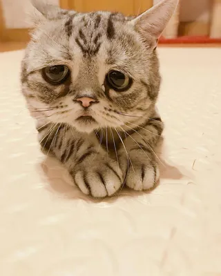 Луху - самая грустная кошка в мире | Пикабу