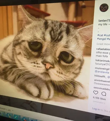 Самая грустная кошка в мире растрогала пользователей соцсетей - 24.09.2017,  Sputnik Армения