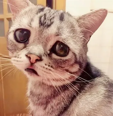 😻 Самая грустная кошка на свете живёт в Японии. Её зовут Луху, и её  печальные глазки разобьют ваше сердечко 💔 ⠀ В Японии живёт невероятно г… |  Instagram