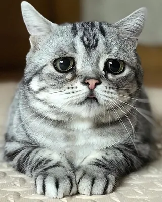 На смену сердитому коту: Луху из Китая – самая грустная кошка в -  Рамблер/новости