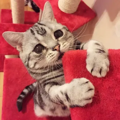 Очень грустная кошка стала звездой Instagram // Новости НТВ
