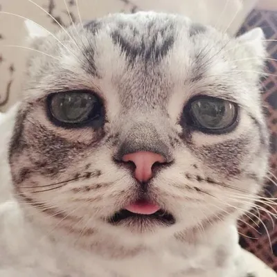 В Instagram набирает популярность аккаунт китайской кошки-пессимиста Луху —  умилительные фото