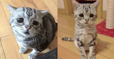 Фотофакты. Печальная кошка Луху стала новой звездой Instagram
