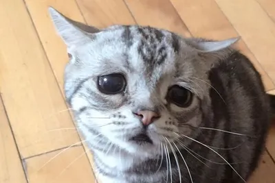 10 котиков с удивительной внешностью, покорившие сеть интернет -  Рамблер/новости
