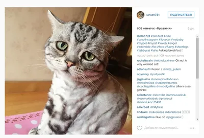 Фотофакты. Печальная кошка Луху стала новой звездой Instagram