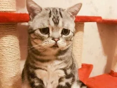Самая грустная кошка в мире -Луху. Часть 1 | Алан Магомедов | Дзен
