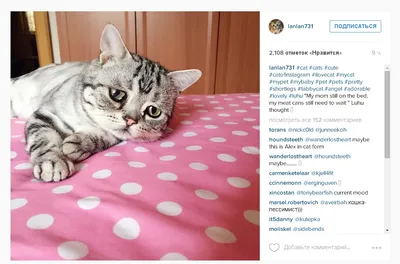 Грустная кошка Луху — копия кота из Шрека, которая покорила интернет