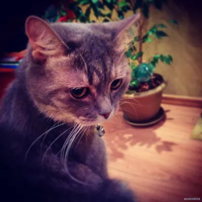 Кошка-пессимист из Пекина покорила пользователей Instagram (фото) | УНИАН