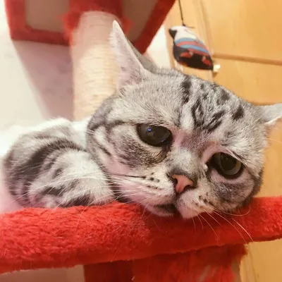 Умерла сердитая кошка Grumpy Cat, но в сети нашли ее последователей