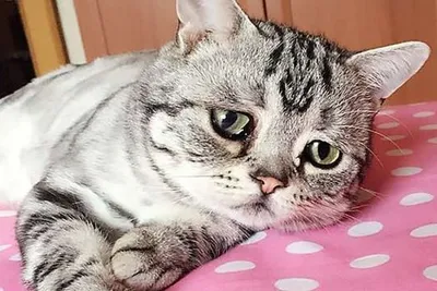 Кошка-пессимист из Пекина покорила пользователей Instagram (фото) | УНИАН