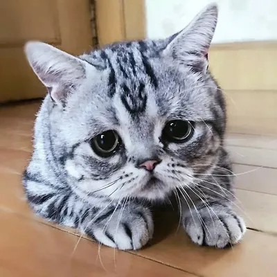 Самая грустная кошка стала звездой Instagram (фото, видео) - ЗНАЙ ЮА