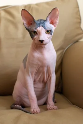 лысый кот сфинкс с голой кожей Стоковое Фото - изображение насчитывающей  сфинкс, портрет: 252774936
