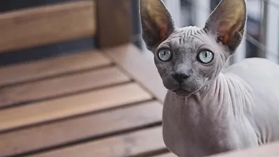 Маленький красивый милый лысый кот …» — создано в Шедевруме