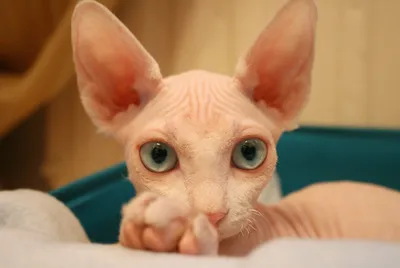 Сфинкс - лысый кот серого окраса с голубыми глазами – купить в  интернет-магазине HobbyPortal.ru с доставкой